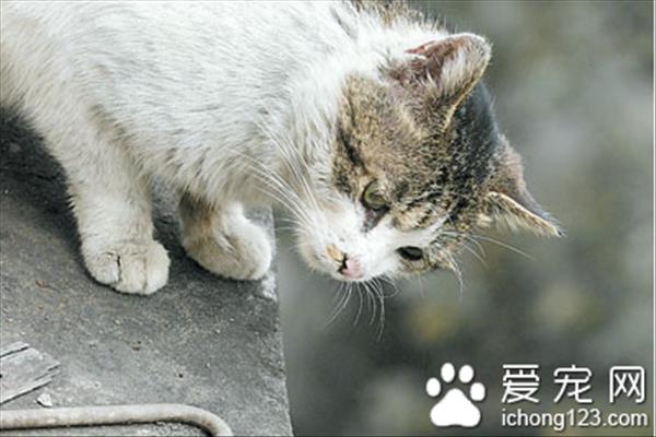 如何让猫不吃死老鼠 定时给猫喂饱